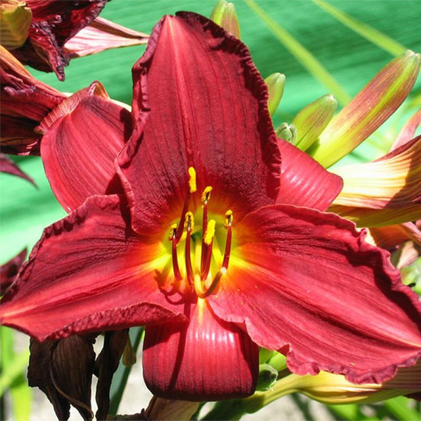 Hemerocallis Bonnie Boy (Floração)