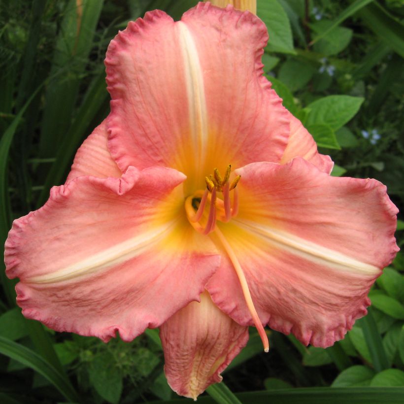 Hemerocallis Botticelli (Floração)