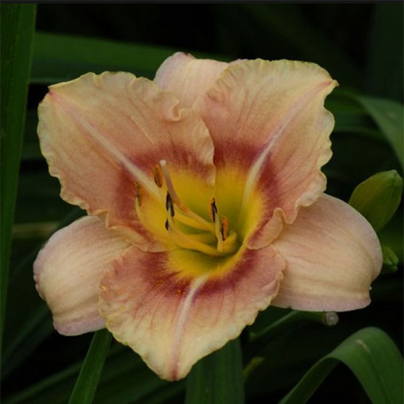 Hemerocallis Buffy's Doll (Floração)