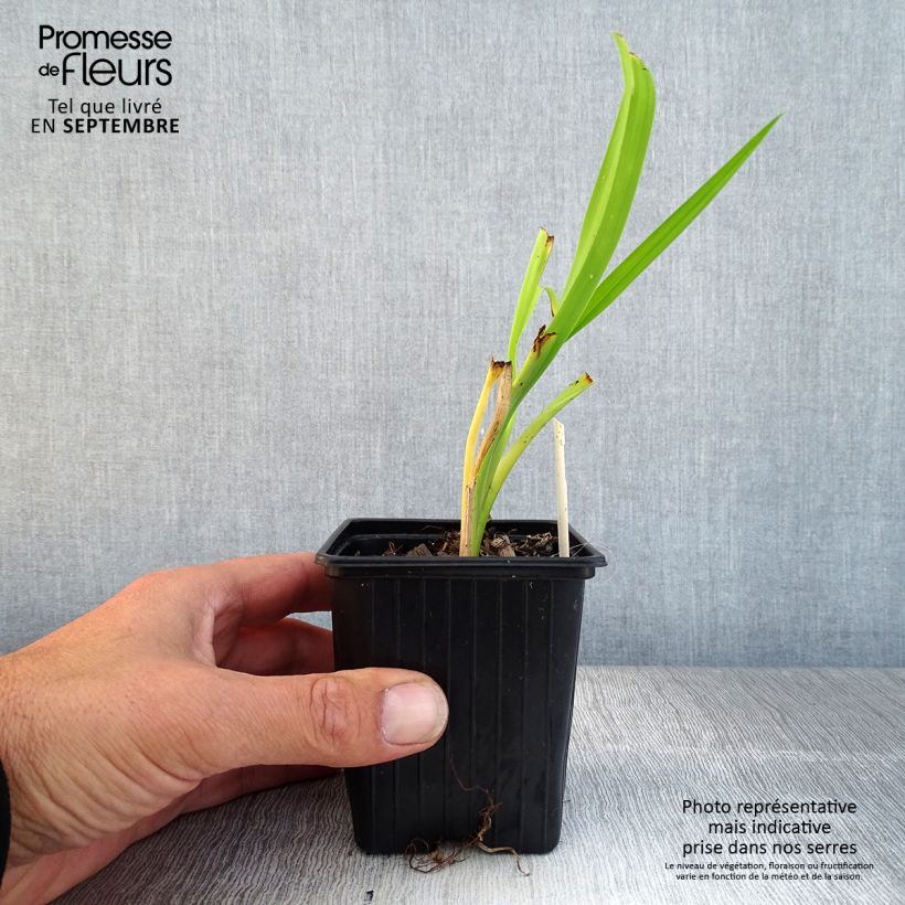 Amostra de Hemerocallis Burning Daylight Vaso de 8/9 cm tal como entregue no outono