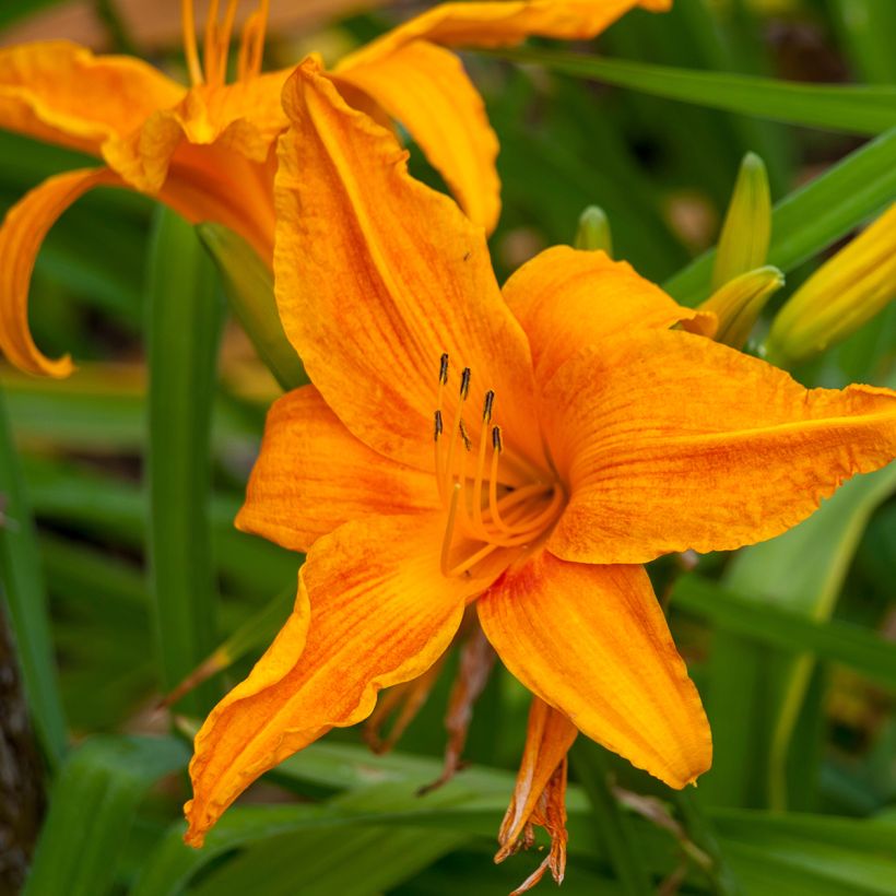 Hemerocallis Burning Daylight (Floração)
