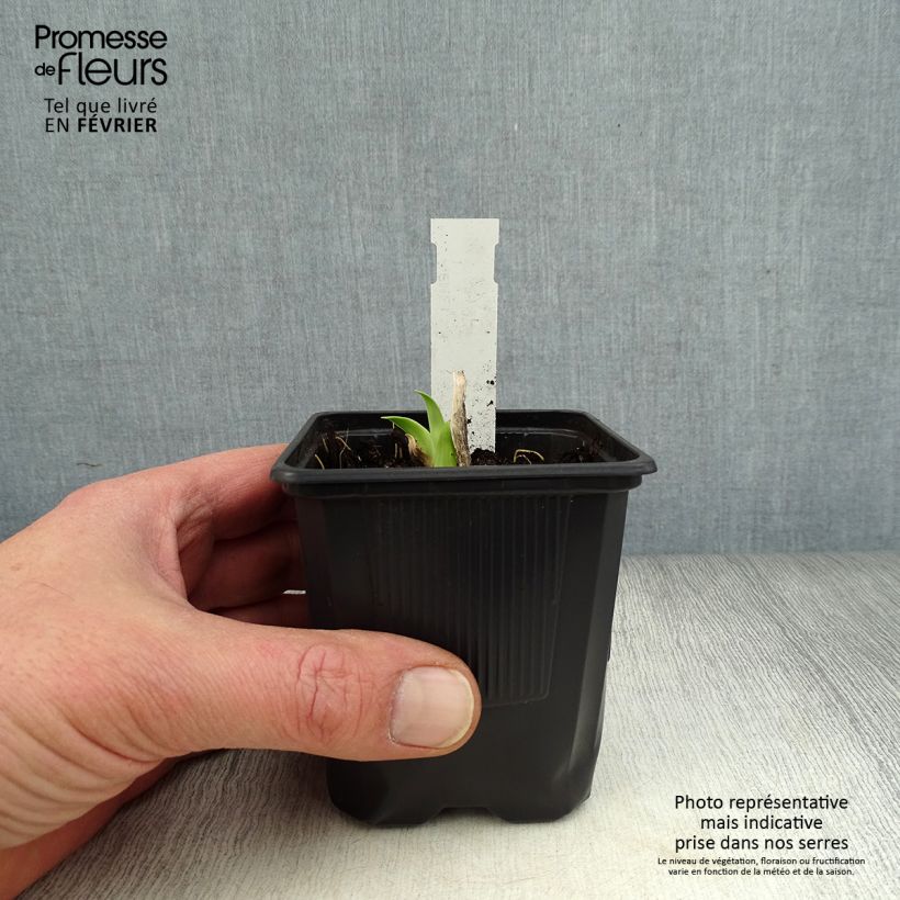 Amostra de Hémérocalle Burning Daylight - Lis d'un Jour Vaso de 8/9 cm tal como entregue no inverno