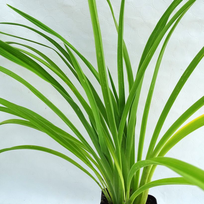 Hemerocallis Burning Daylight (Folhagem)