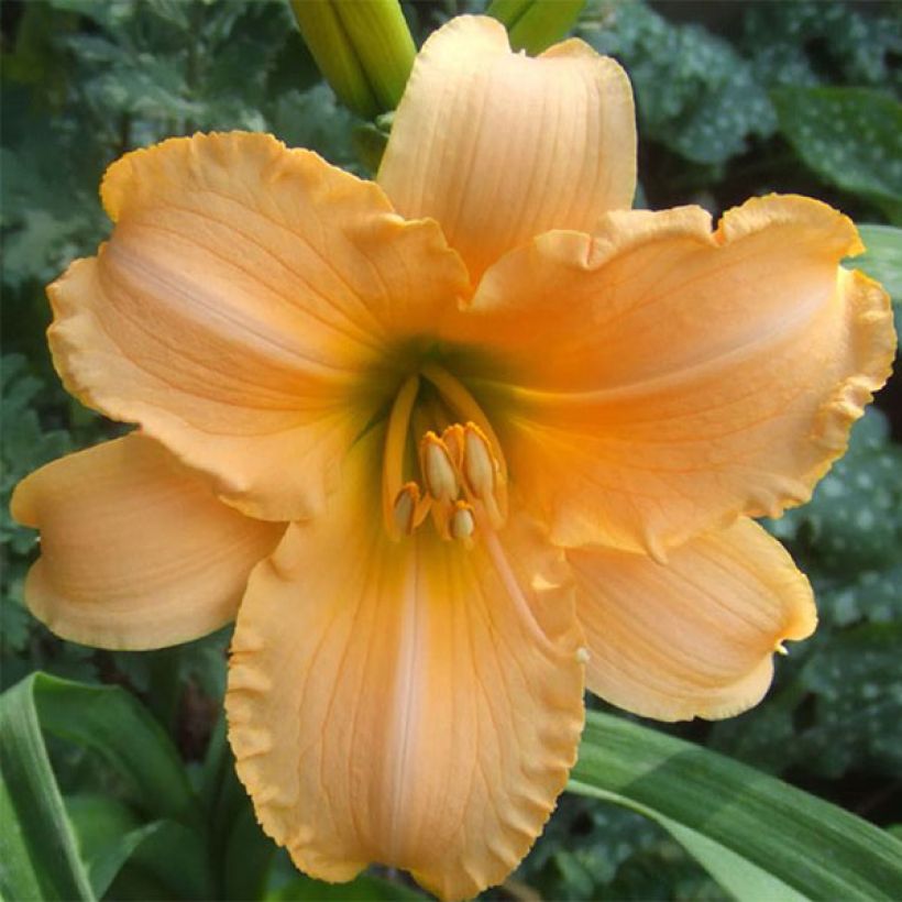 Hemerocallis By Myself (Floração)