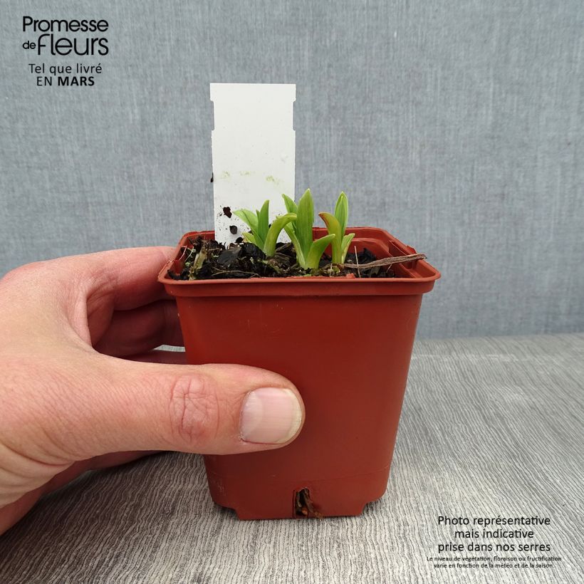 Amostra de Hémérocalle By Myself - Lis d'un Jour Vaso de 8/9 cm tal como entregue no inverno