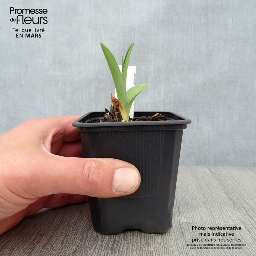 Amostra de Hemerocallis By Myself Vaso de 8/9 cm tal como entregue na primavera