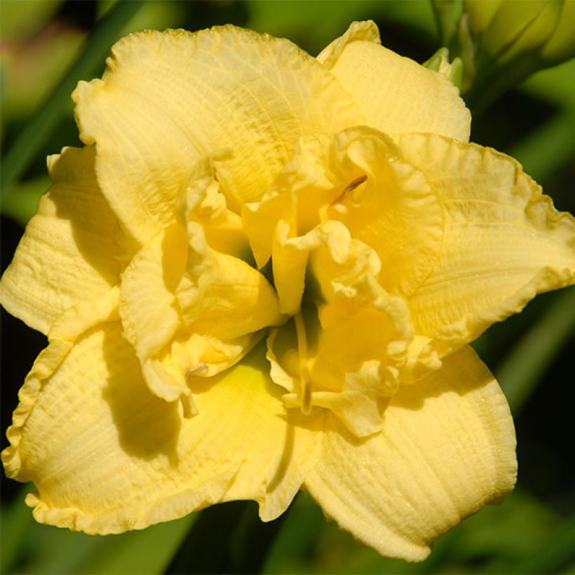 Hemerocallis Cabbage Flower (Floração)
