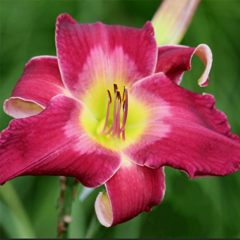 Hemerocallis Cameroons (Floração)