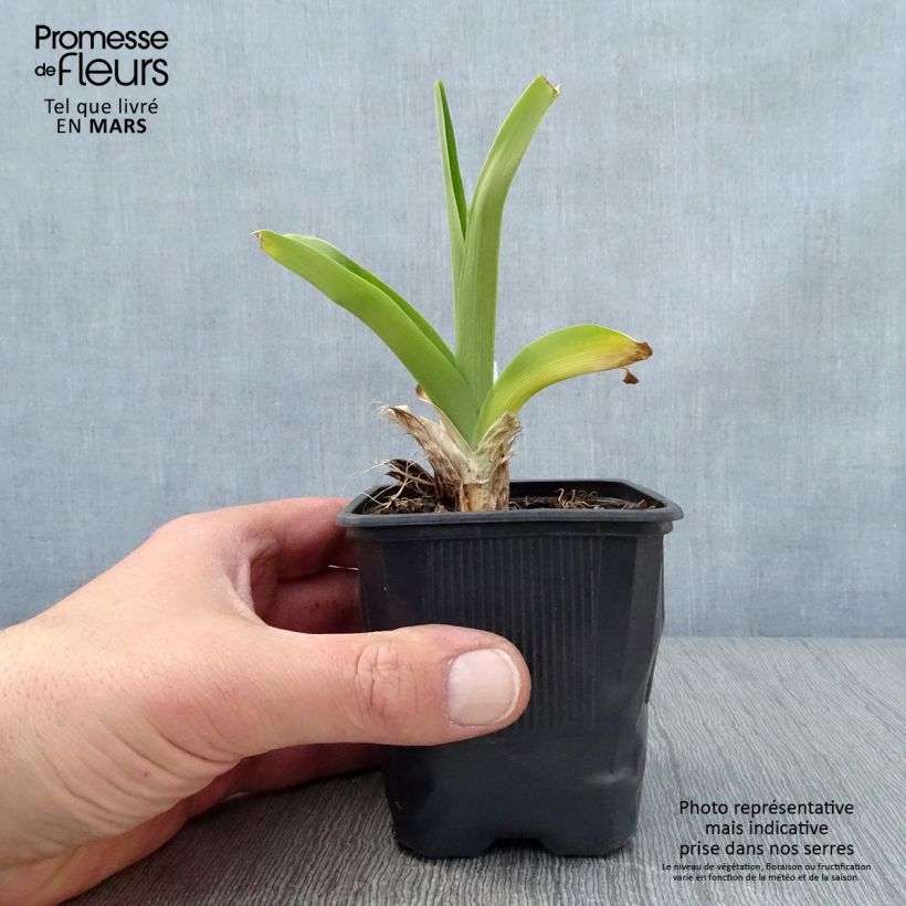 Amostra de Hemerocallis Canadian Border Patrol Vaso de 8/9 cm tal como entregue na primavera