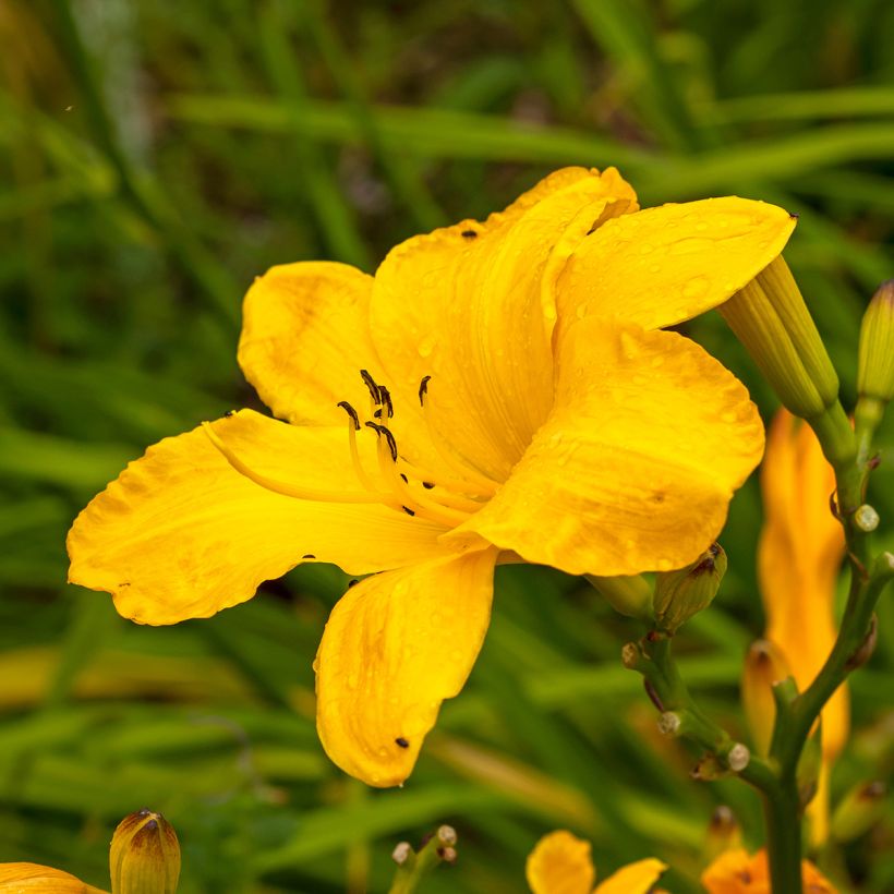 Hemerocallis Cartwheels (Floração)