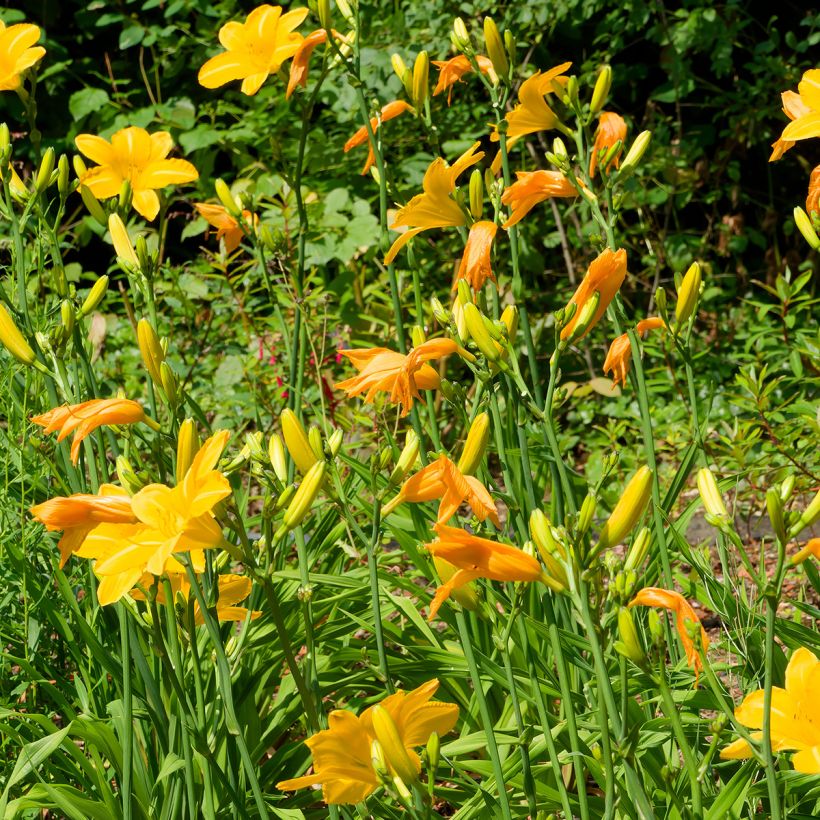 Hemerocallis Cartwheels (Hábito)