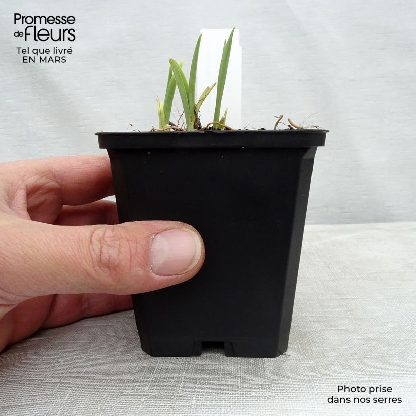 Amostra de Hemerocallis Catherine Woodbury Vaso de 8/9 cm tal como entregue na primavera