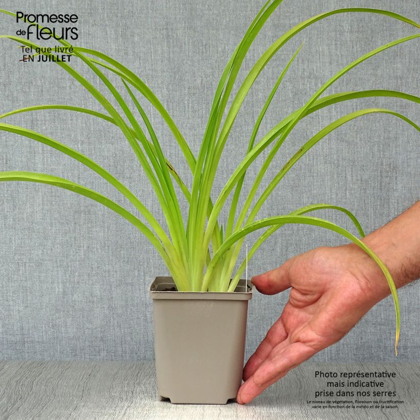 Amostra de Hemerocallis Catherine Woodbury Vaso de 8/9 cm tal como entregue no verão