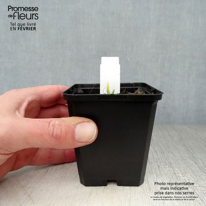 Amostra de Hemerocallis Catherine Woodbury Vaso de 8/9 cm tal como entregue no inverno