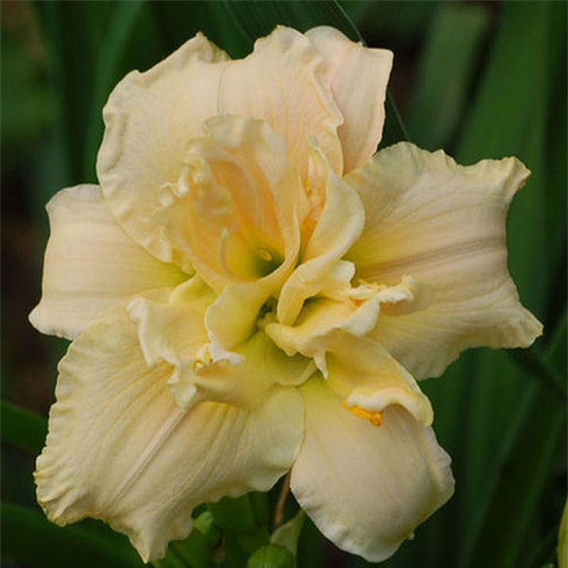 Hemerocallis Chardonnay (Floração)