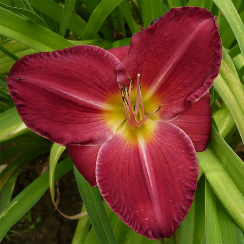 Hemerocallis Charles Johnson (Floração)