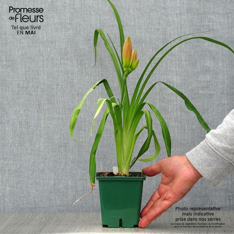 Amostra de Hemerocallis Charles Johnson Vaso de 1 L/1,5 L tal como entregue na primavera