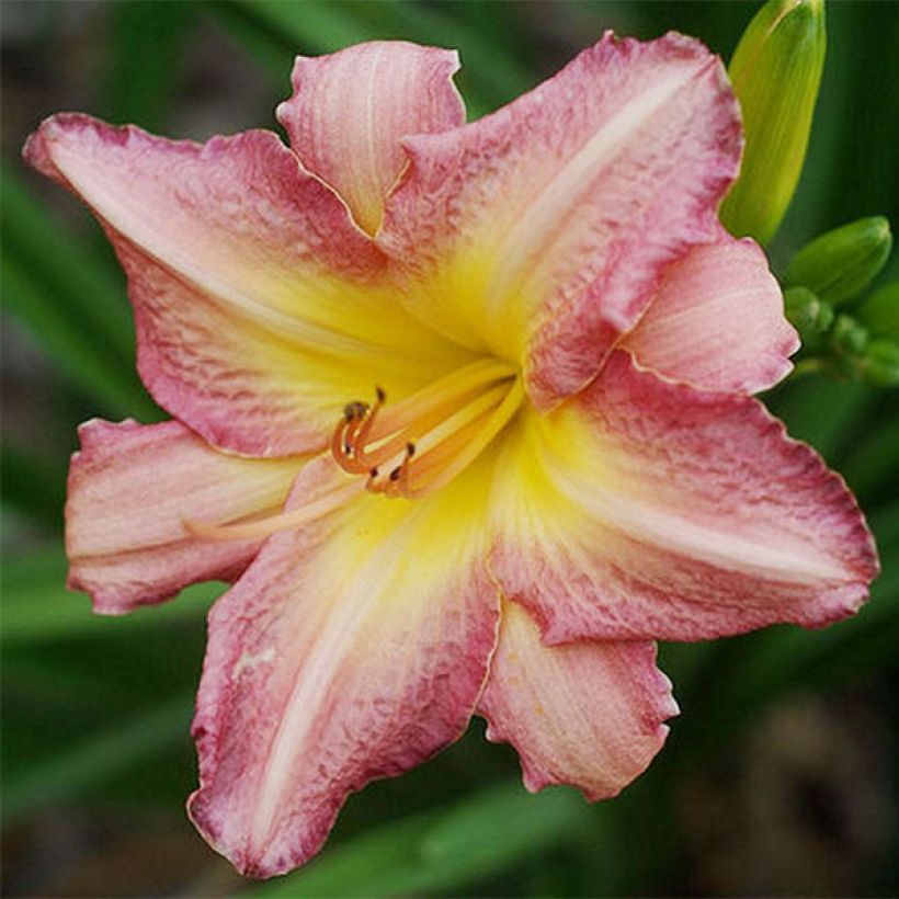 Hemerocallis Chicago Candy Cane (Floração)