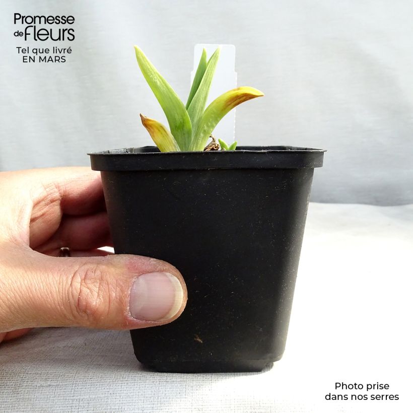 Amostra de Hemerocallis Chicago Knobby Vaso de 8/9 cm tal como entregue na primavera