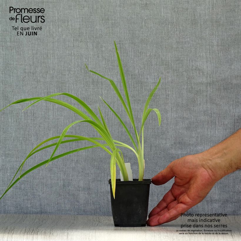 Amostra de Hemerocallis Chicago Knobby Vaso de 8/9 cm tal como entregue no verão