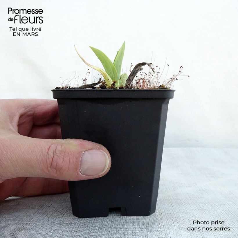 Amostra de Hemerocallis Chicago Sunrise Vaso de 8/9 cm tal como entregue na primavera