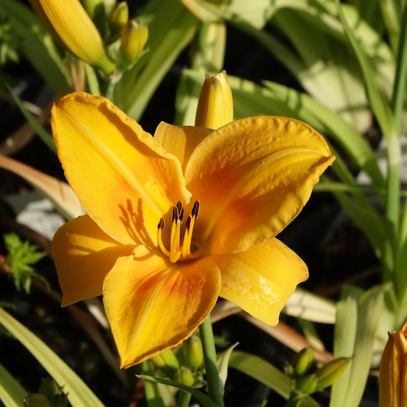 Hemerocallis Chicago Sunrise (Floração)