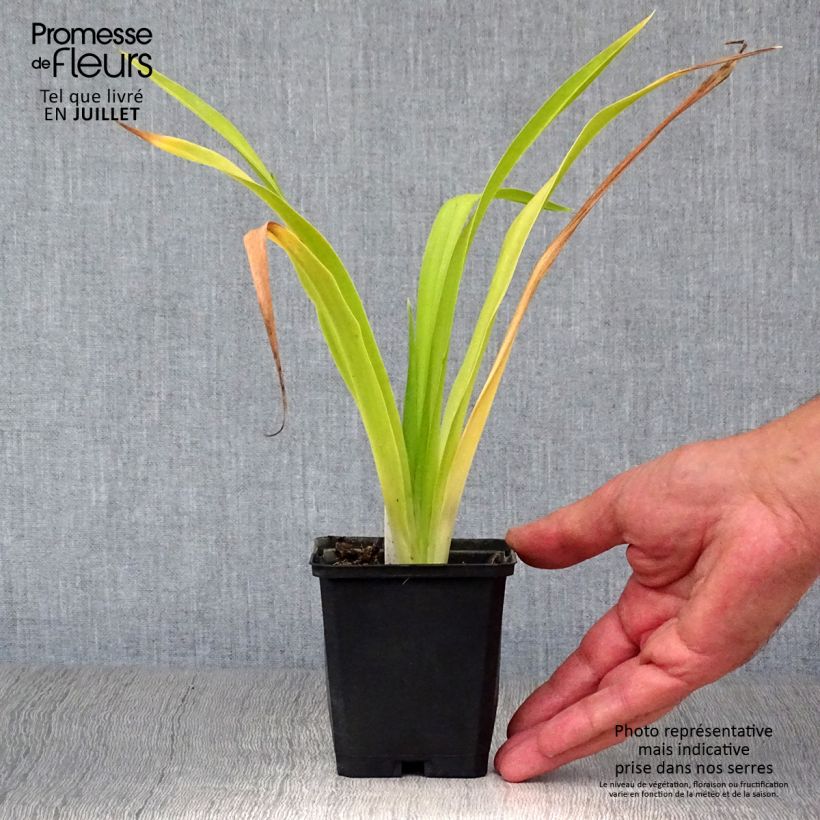 Amostra de Hemerocallis Chicago Sunrise Vaso de 8/9 cm tal como entregue no verão