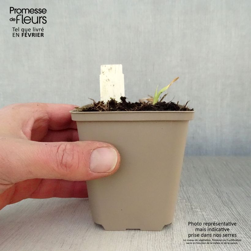 Amostra de Hémérocalle Chicago Sunrise - Lis d'un jour Vaso de 8/9 cm tal como entregue no inverno