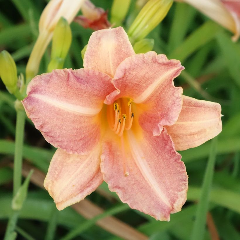 Hemerocallis Children's Festival (Floração)