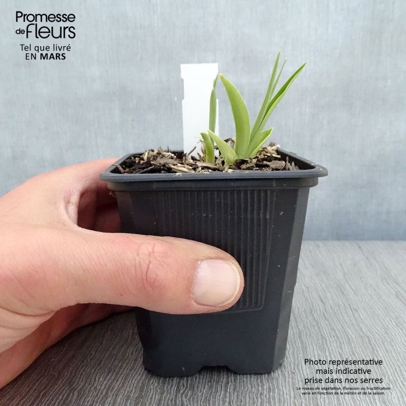 Amostra de Hemerocallis Children's Festival Vaso de 8/9 cm tal como entregue na primavera