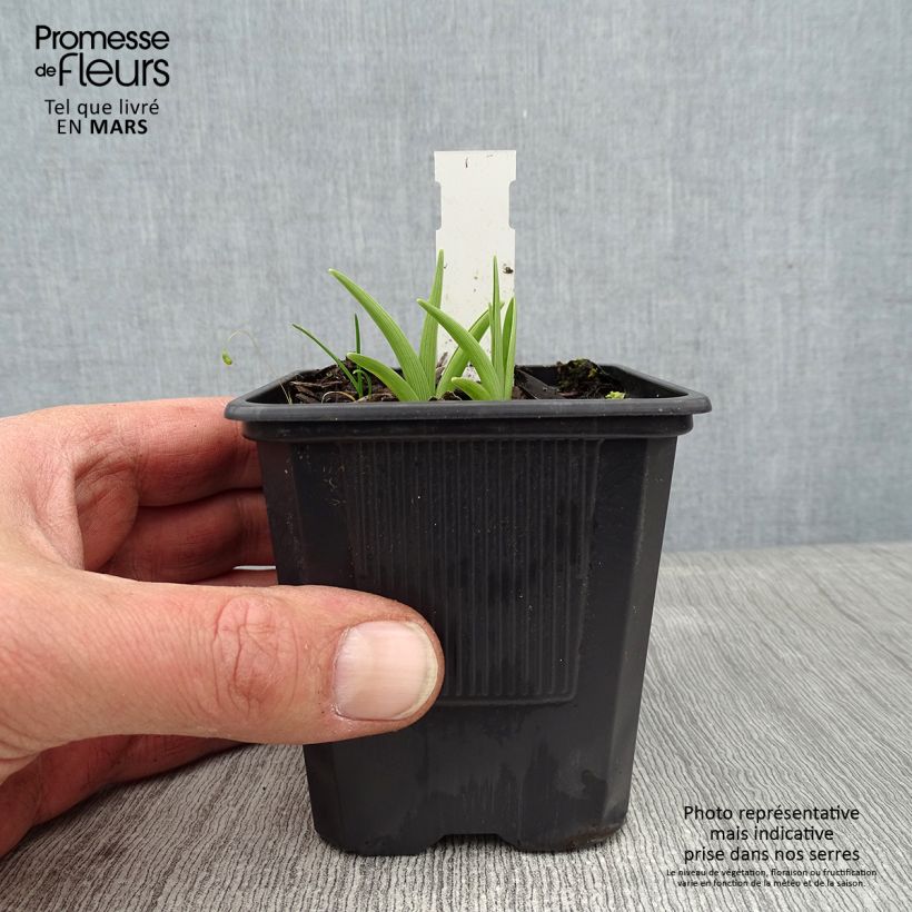 Amostra de Hémérocalle Children s Festival - Lis d'un Jour Vaso de 8/9 cm tal como entregue no inverno