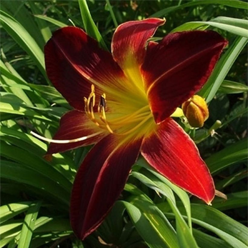 Hemerocallis Chipper Cherry (Floração)