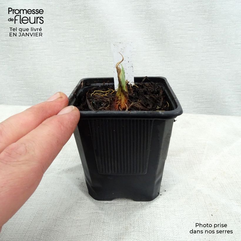 Amostra de Hémérocalle Chocolate Candy - Lis d'un Jour rouge acajou Vaso de 8/9 cm tal como entregue no inverno