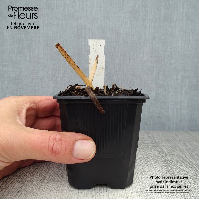 Amostra de Hemerocallis Chocolate Candy Vaso de 8/9 cm tal como entregue no outono