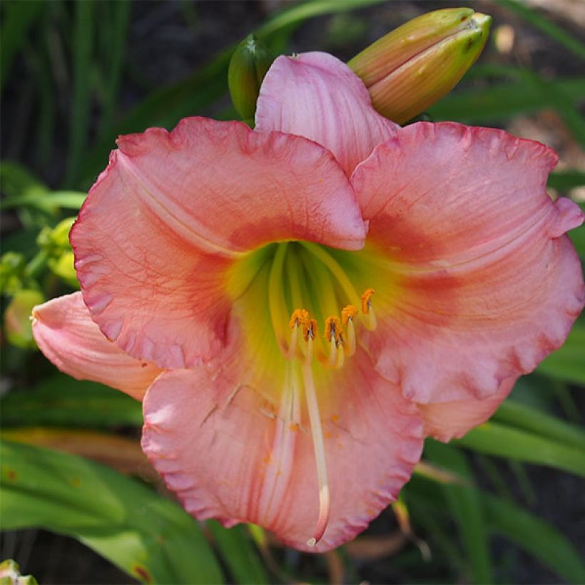 Hemerocallis Chorus Line (Floração)