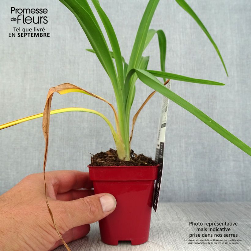 Amostra de Hemerocallis Chosen Love Vaso de 8/9 cm tal como entregue no outono