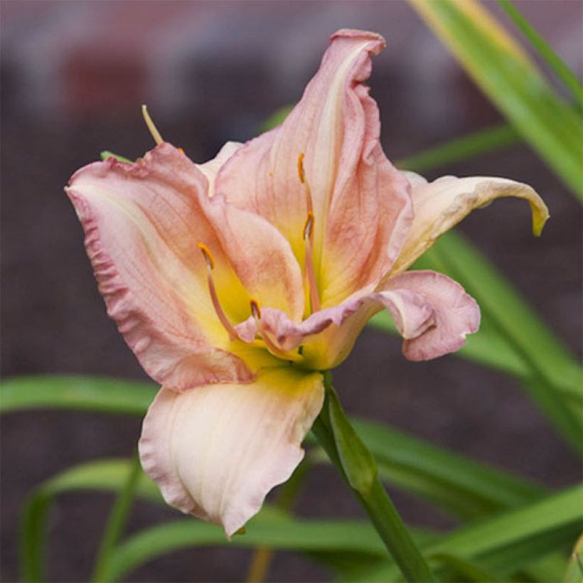 Hemerocallis Cindy Marie (Floração)