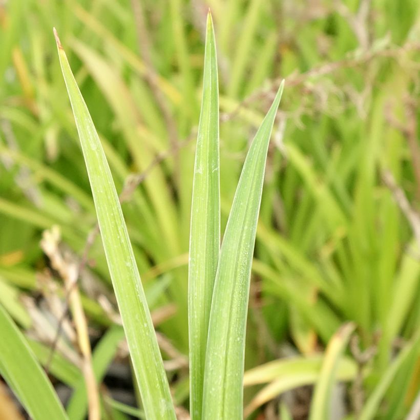 Hemerocallis Condilla (Folhagem)