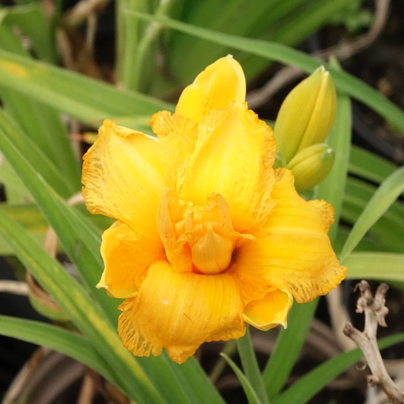 Hemerocallis Condilla (Floração)