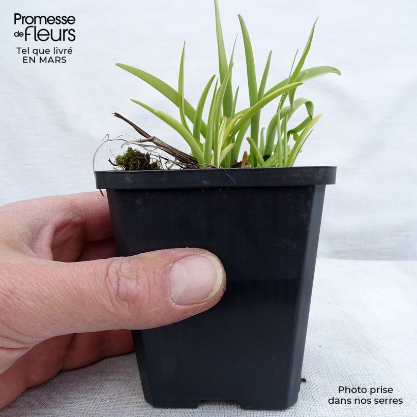 Amostra de Hemerocallis Corky Vaso de 8/9 cm tal como entregue na primavera