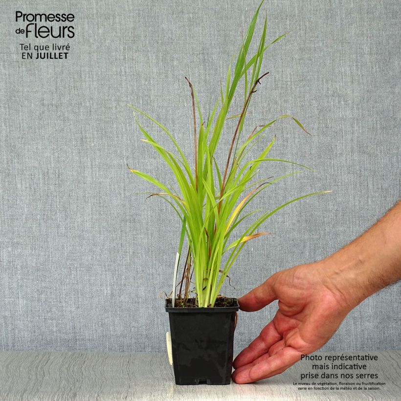 Amostra de Hemerocallis Corky Vaso de 8/9 cm tal como entregue no verão