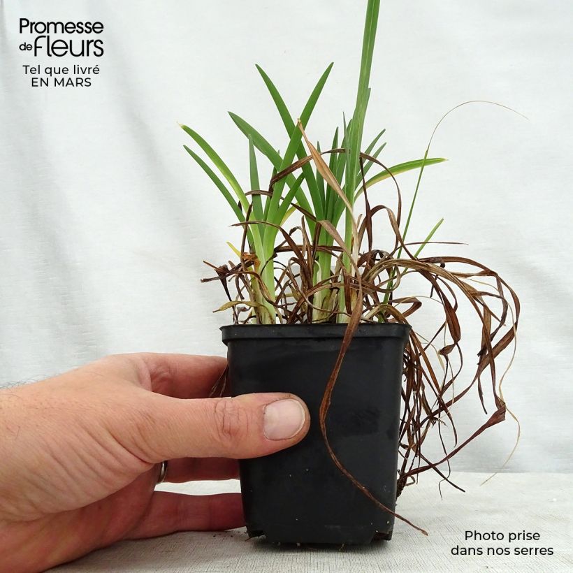 Amostra de Hemerocallis Cosmopolitan Vaso de 8/9 cm tal como entregue na primavera