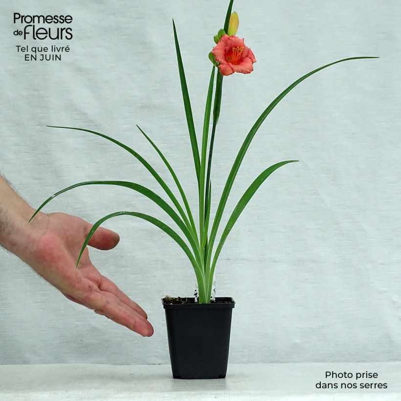 Amostra de Hemerocallis Cosmopolitan Vaso de 8/9 cm tal como entregue no verão