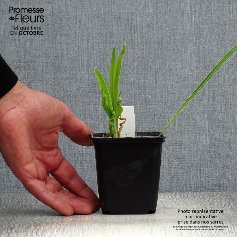 Amostra de Hemerocallis Cosmopolitan Vaso de 8/9 cm tal como entregue no outono