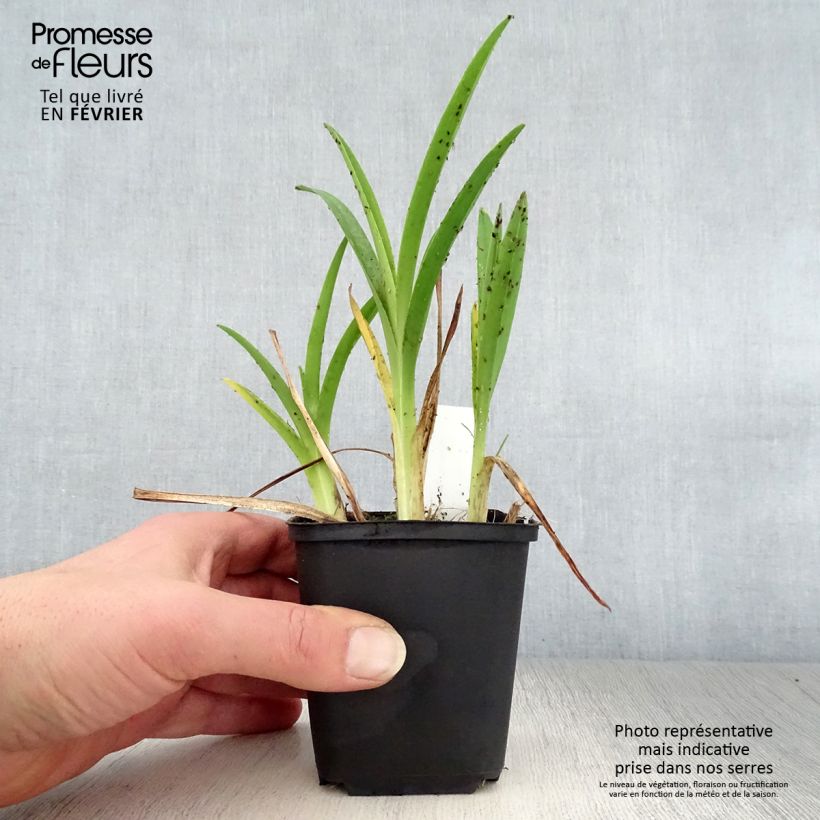 Amostra de Hémérocalle Cosmopolitan - Lis d'un jour  Vaso de 8/9 cm tal como entregue no inverno