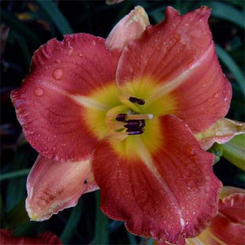 Hemerocallis Crackling Rosie (Floração)