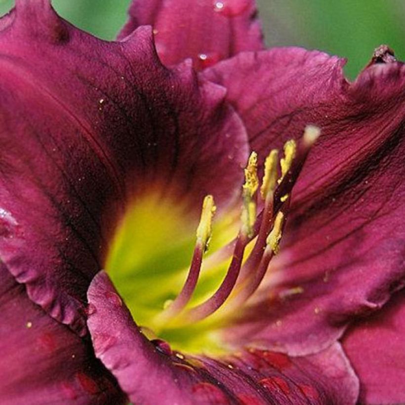 Hemerocallis Cawley Crown (Floração)