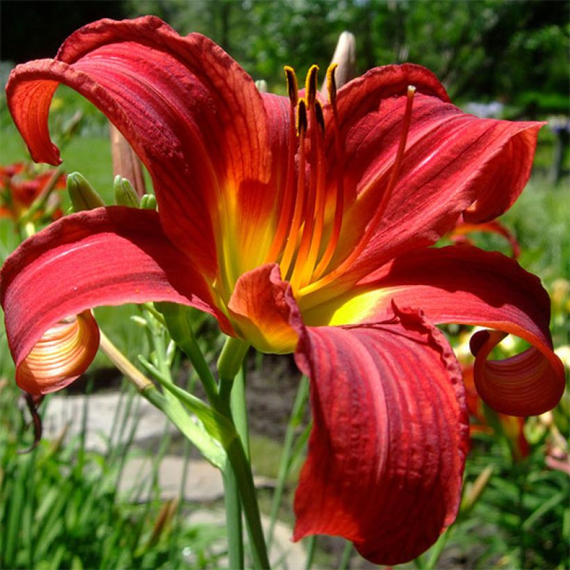 Hemerocallis Crimson Glory (Floração)