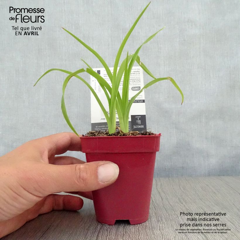 Amostra de Hemerocallis Crimson Glory Vaso de 8/9 cm tal como entregue na primavera