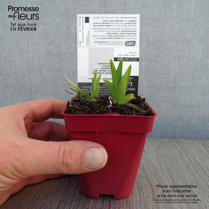 Amostra de Hémérocalle Crimson Glory - Lis d'un Jour Vaso de 8/9 cm tal como entregue no inverno